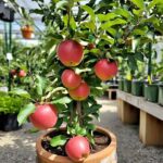 Hariman 99 apple plant – Summer Zone Apple