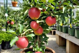 hariman_99_summer_zone_apple_plant