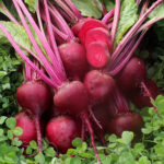 Hybrid Turnip Seeds – Pack of 10 Seeds