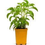 Stevia plant ( Stevia ka paudha )