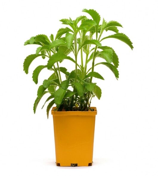 stevia live plant for home garden