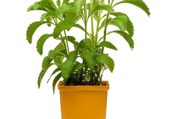 stevia live plant for home garden