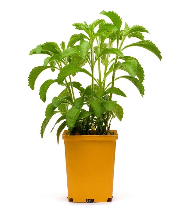 Stevia plant ( Stevia ka paudha ) Bonsai Plants Nursery