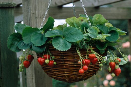 strawberry live plant at bonsai plants nursery