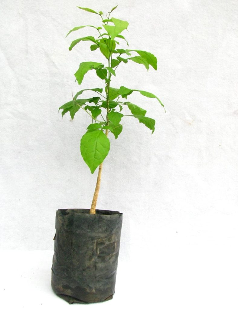 Grafted Bel live plant ( Grafted Bel ka paudha )