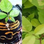 Grafted Bel Tree, Grafted Bilva Patra, Grafted Bel Patra  – Plant