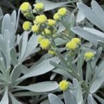 Lavender live plant – Chinese Lavender (Crossostephium artemisioides)