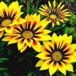 Gazania live plant (gazania ka podha) gazania plant