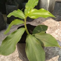 insulin live plant at bonsai plants nursery