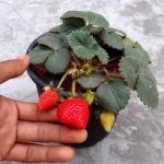Strawberry Live Plant (Strawberry ka Paudha)