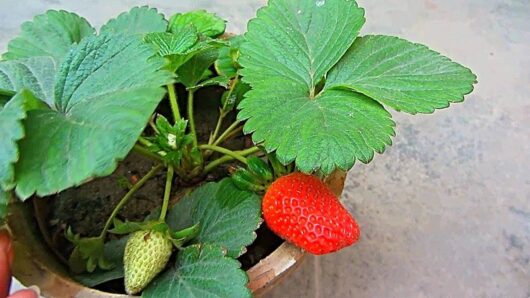 strawberry live plant at bonsai plants nursery