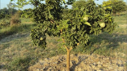 Grafted bel live plant for farming