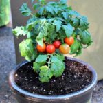 Tomato live plant ( Tamatar ka paudha )