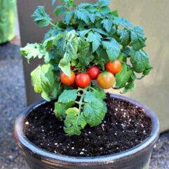 Tomato live plant for home garden