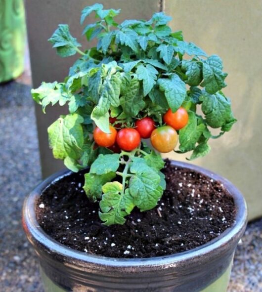 Tomato live plant for home garden