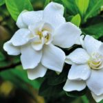 Gardenia live plant  – Gandh Raj Ka Podha