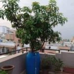 Grafted  Baramasi Mango Plant For Roof top Gardening