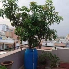 Mango plant for rooftop garden