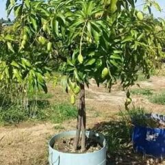 All season mango plant for terrace gardening
