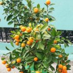 Narangi Live Plant narangi ka podha For Home and Garden – Roof Top Plant