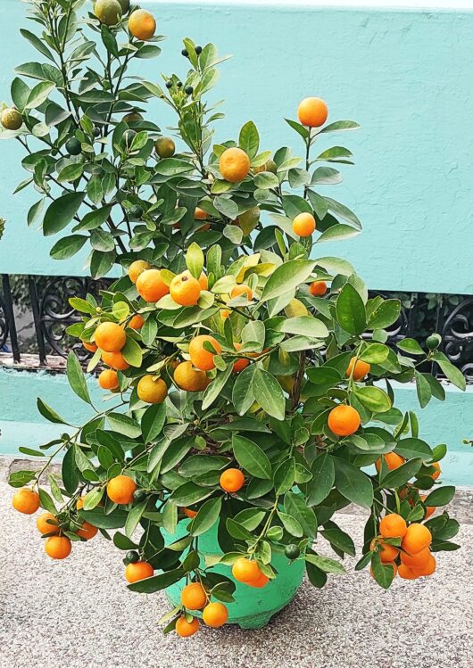 Roof Top Plant