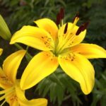 Lily Live Plant Lily ka podha