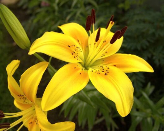 Lily Live Plant madhumalti ka podha at bonsai plants nursery