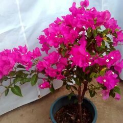 Bogan beliya live plants in India