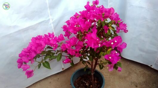 Bogan beliya live plants in India
