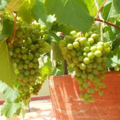 Green grapes live plant for home garden