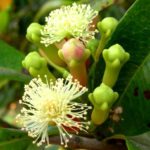 Clove live plant ( Loung ka paudha )