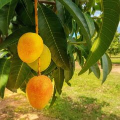 alphanso mango plant for home garden