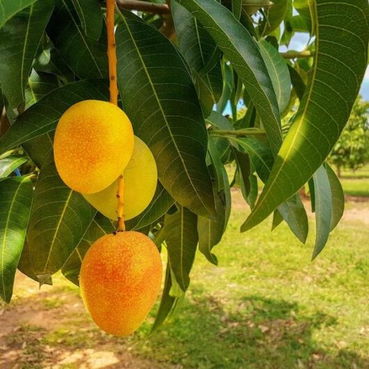 alphanso mango plant for home garden