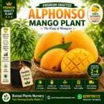 Alphanso Mango grafted plant – alphanso aam ka kalmi podha