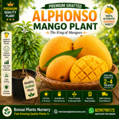 Alphonso_Mango_Plant
