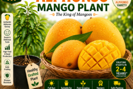 Alphonso_Mango_Plant