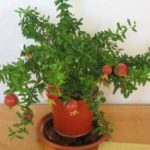 Grafted pomegranate plant for home garden