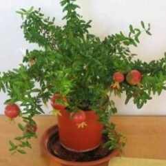 Grafted anaar bonsai plant online buy