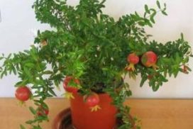 Grafted anaar bonsai plant online buy