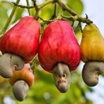 Grafted Cashew live plant kaju ka podha