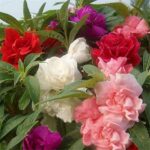 Balsam flower plant seed ( pack of 10 seeds )