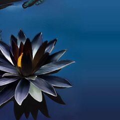 Black lotus flower plant seed for home and garden