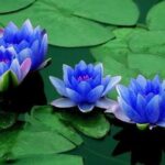 Blue lotus flower plant seed ( Pack of 8 Seeds )