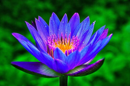 Blue lotus flower plant seed for gardening