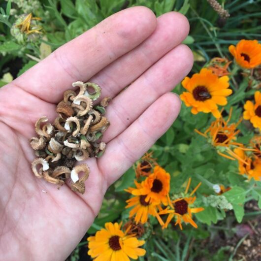 Calendula flower plant seed for home gardening