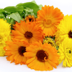 Calendula flower plant seed (Pack of 10 Seeds)