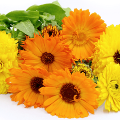 Calendula flower plant seed for home gardening
