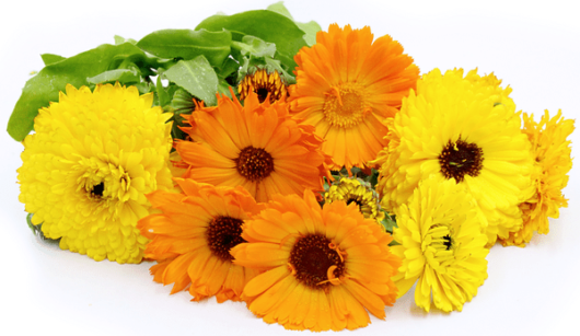 Calendula flower plant seed for home gardening