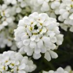 Candytuft white flower plant seed (Pack of 20 Seeds)