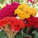 Celosia-Cristata flower plant seed ( pack of 40 seeds )
